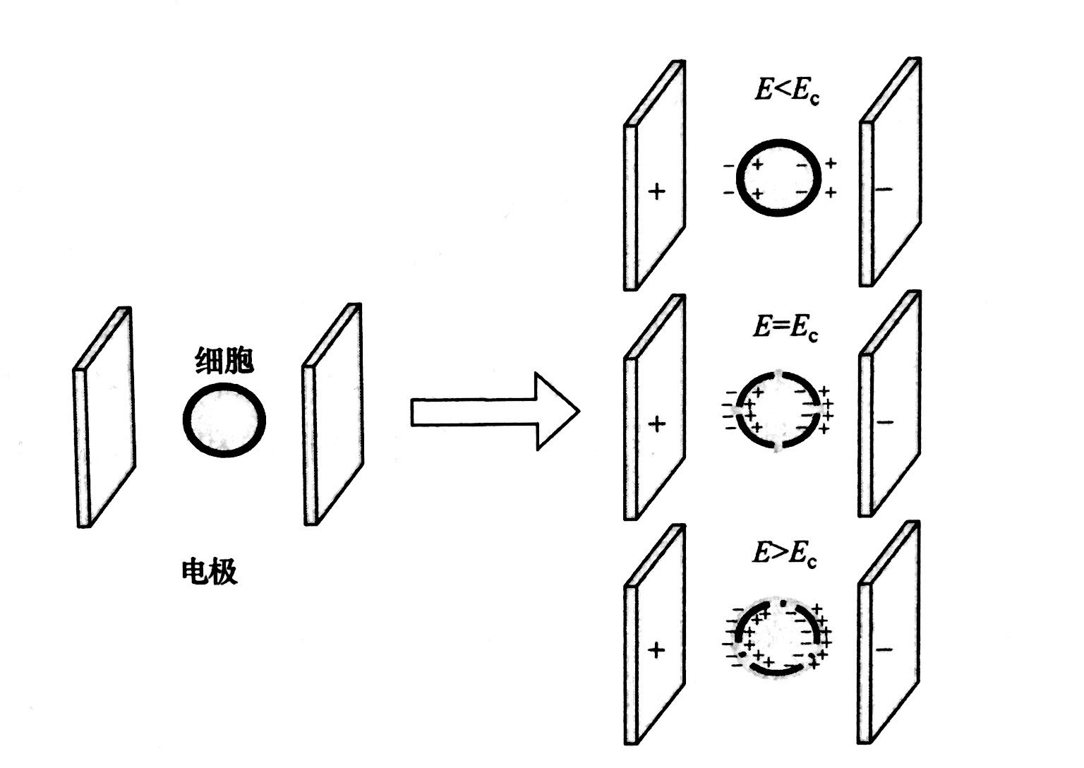 PEF等離子處理的基本原理和典型模型，水蜜桃免费视频等離子體清洗機介紹